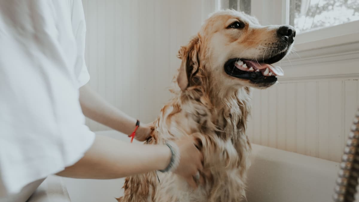 Website Tips for Dog Groomers: Get Tails Wagging Online