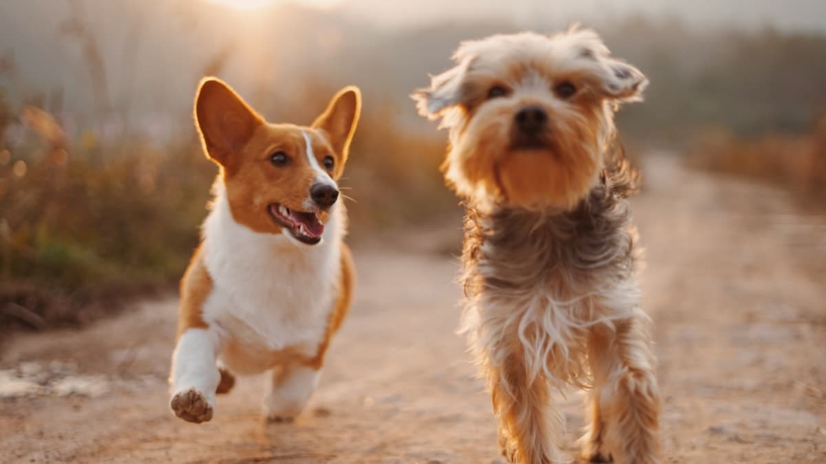 Website Tips for Pet Service Businesses