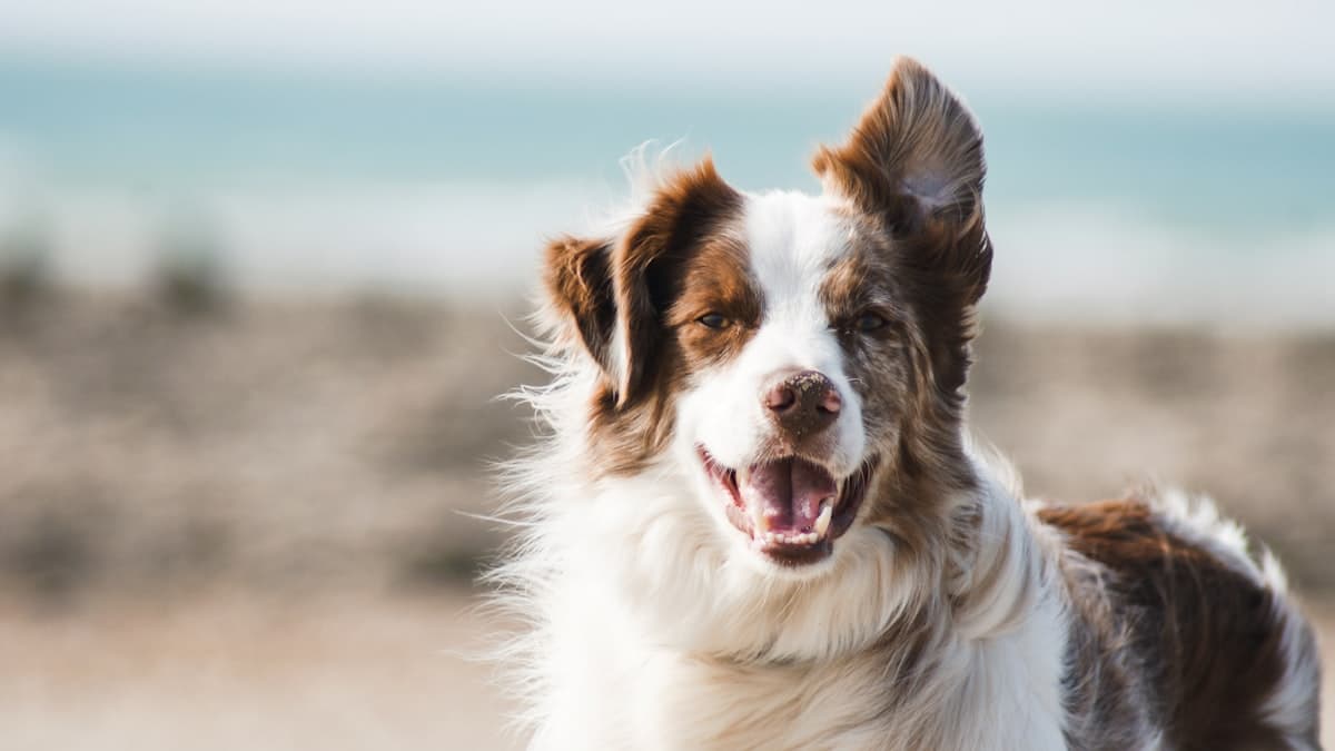 Website Tips for Pet Sitting and Boarding Businesses