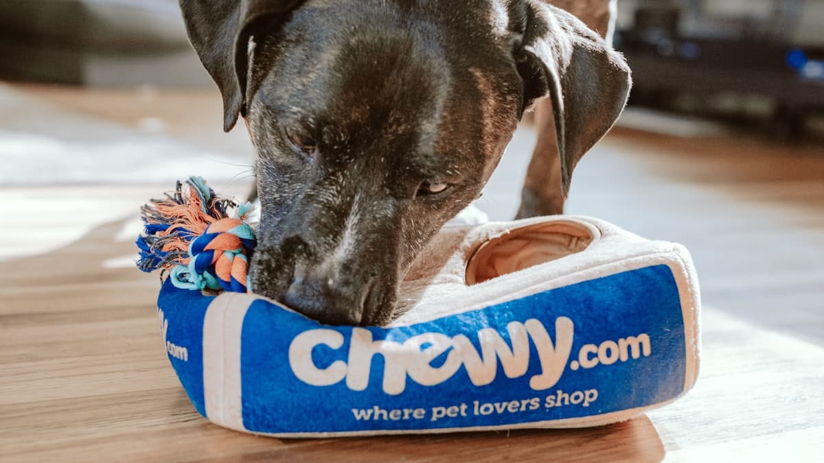 Website Tips for Pet Stores: Compete Locally