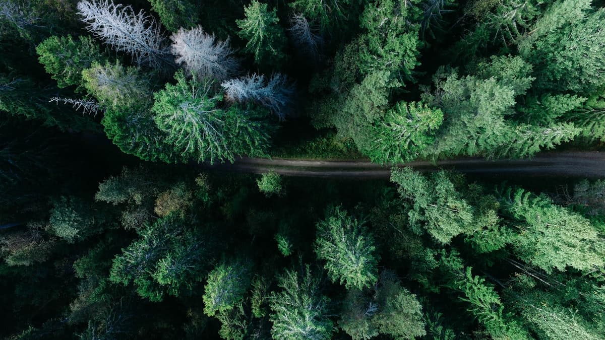 How to Reduce Your Website's Carbon Footprint