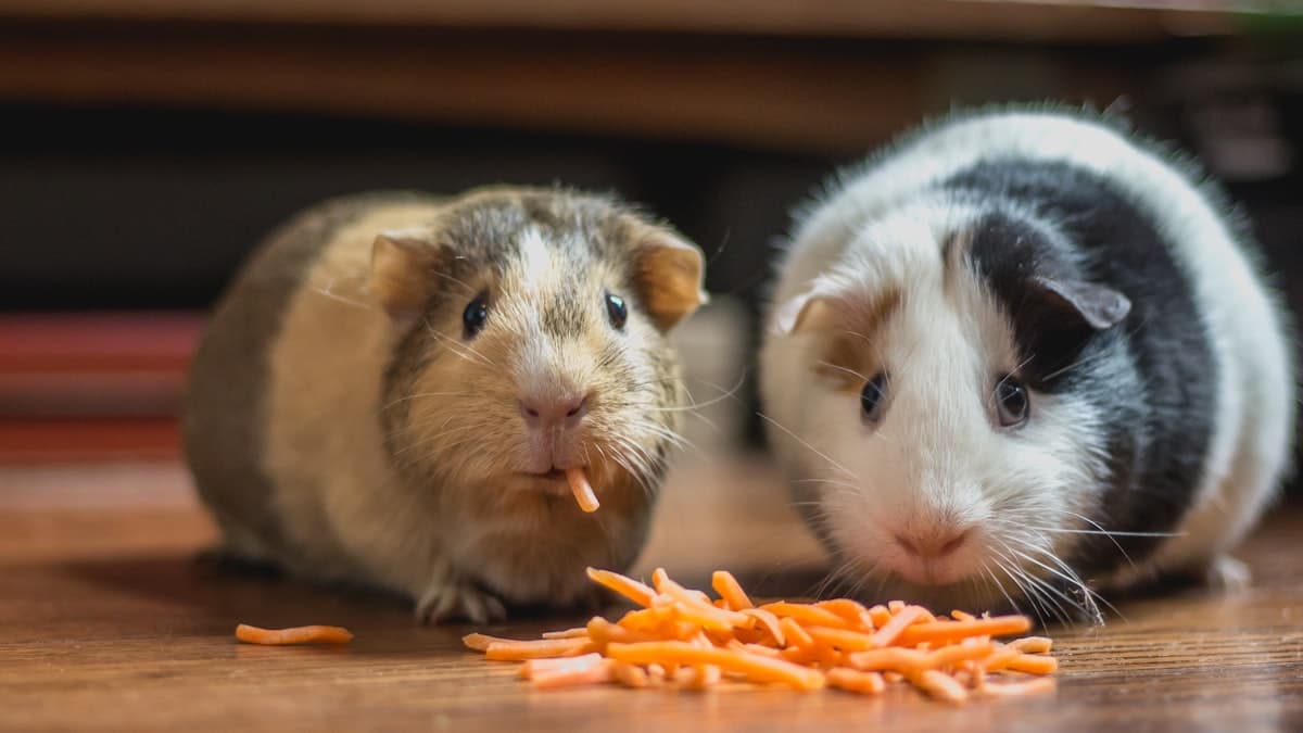 Veterinary SEO: How to Rank Above the Competition